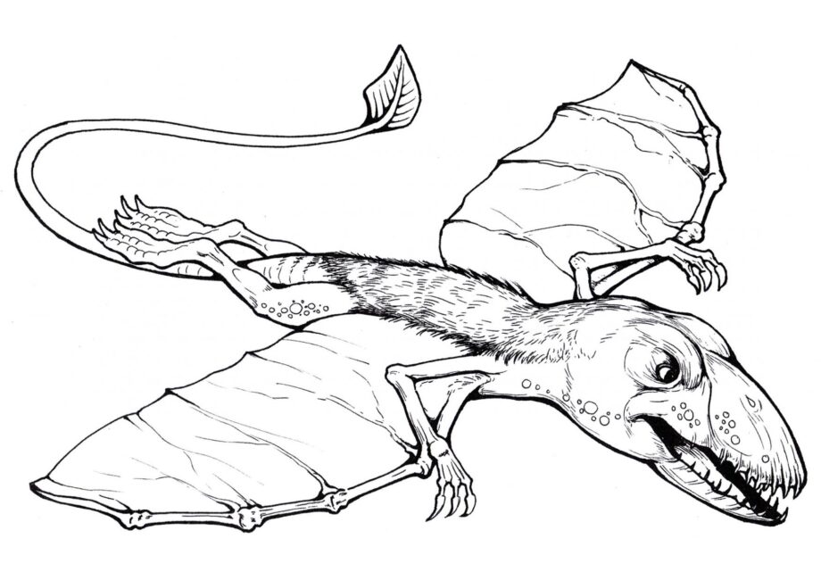 Colouring Page of Dimorphodon