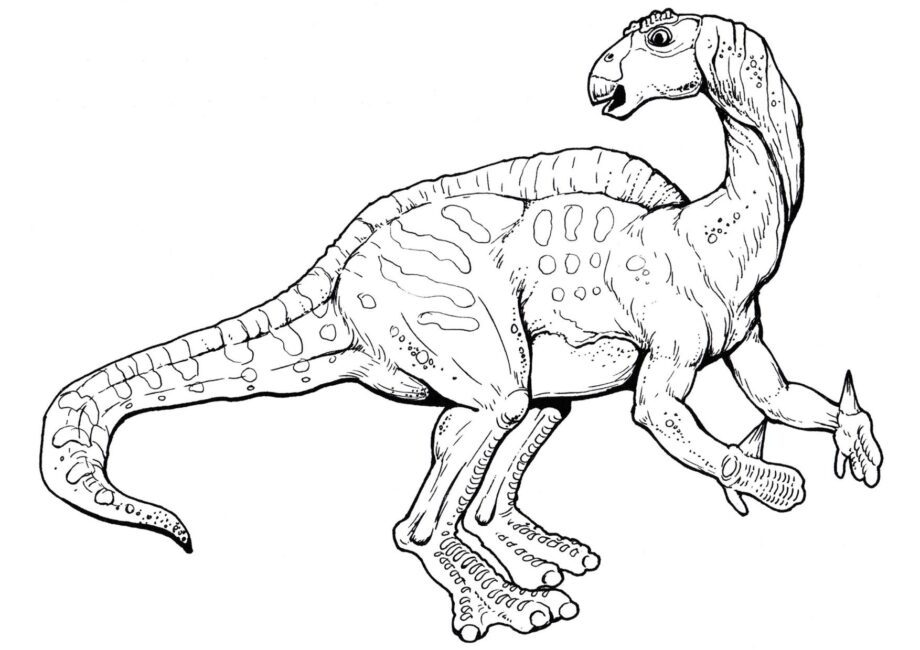 Colouring Page of Iguanodon