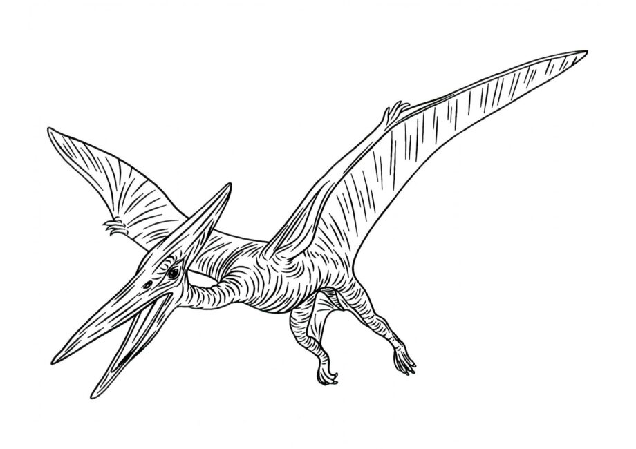 Colouring Page of Pteranodon in Flight