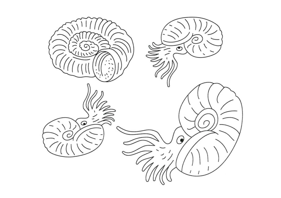 Colouring Page of Ammonite Molluscs